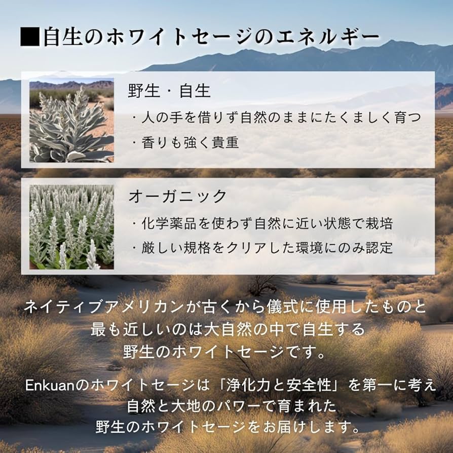 セール☆無農薬ホワイトセージカリフォルニア産リーフ1kg 楽天市場】2025年5月収穫 高品質 オーガニック ホワイトセージ
